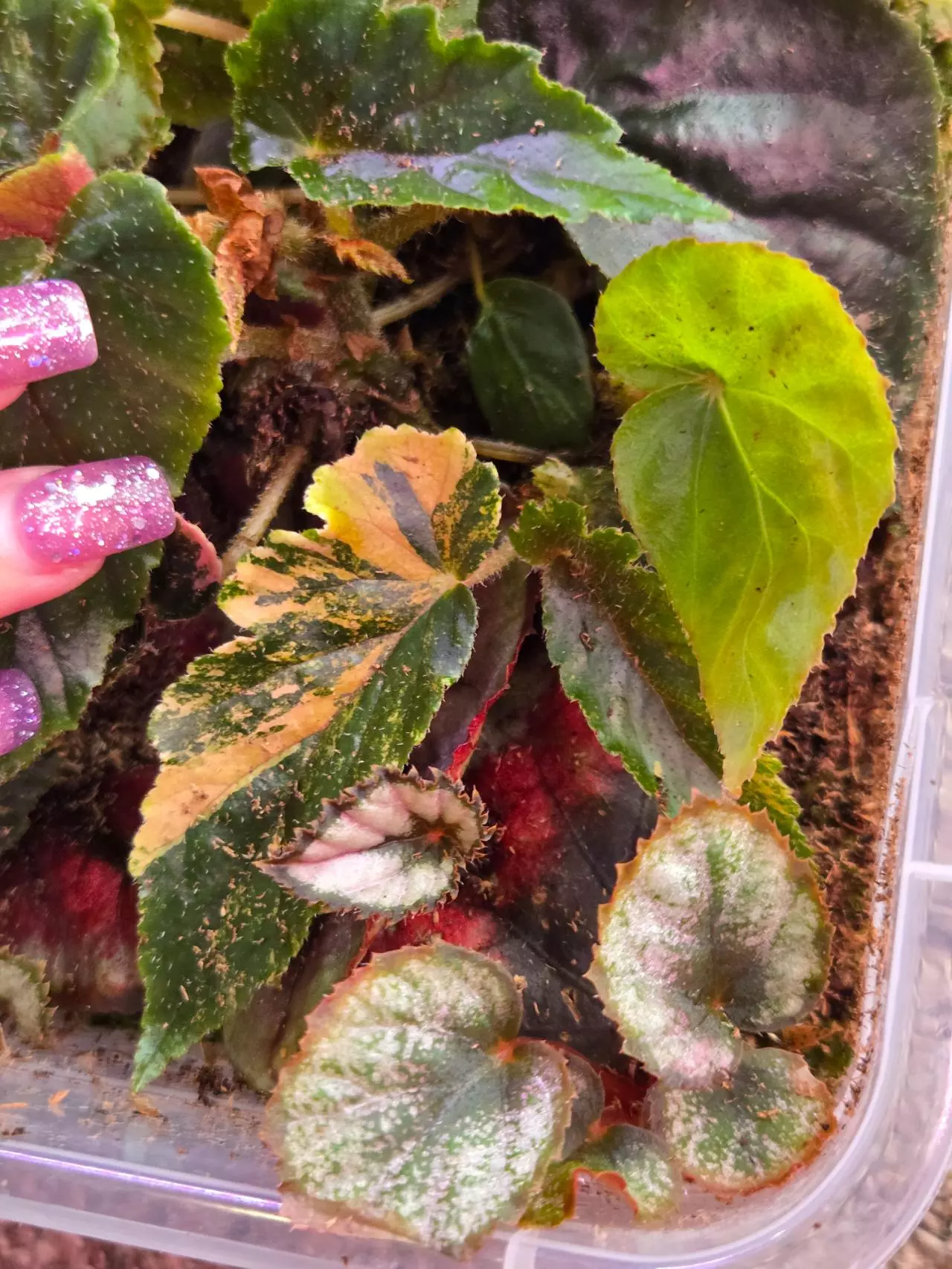 plant/Box 'o' Begonia-1