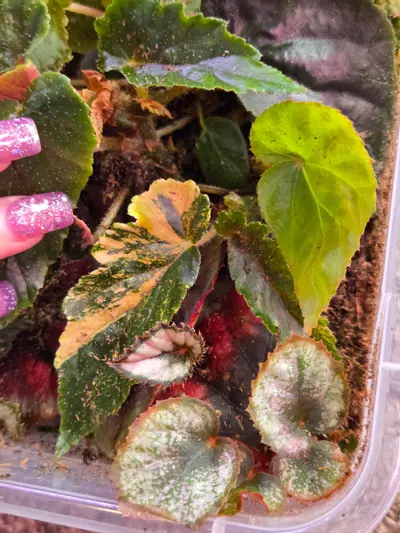 plant/Box 'o' Begonia-1-thumbnail