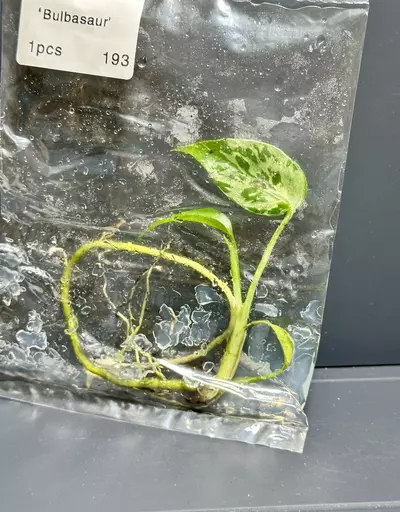 plant/BULBASAUR MONSTERA TC - EXACT - 193-0-thumbnail