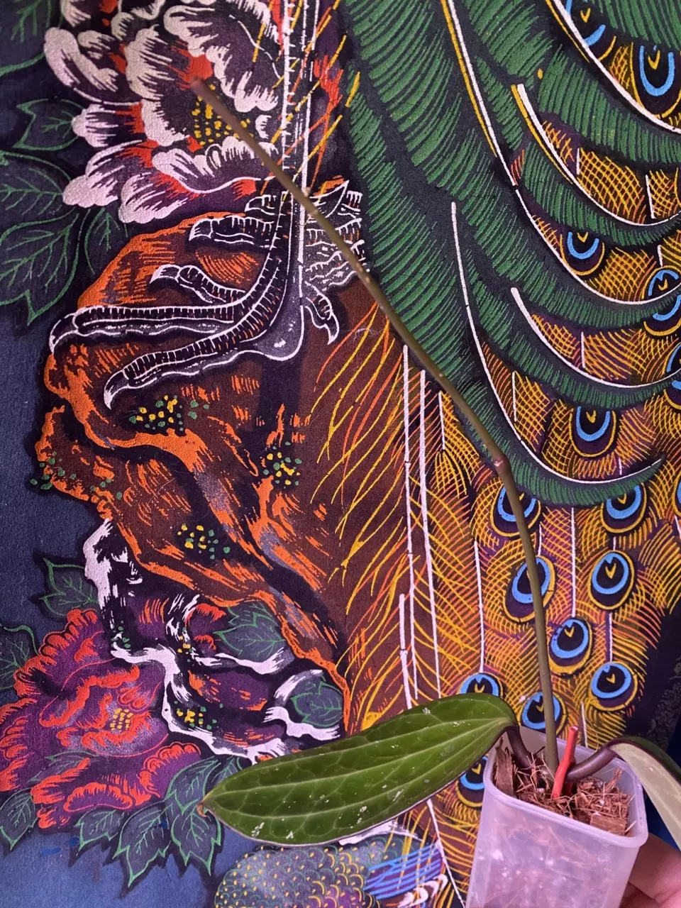 plant/Hoya Polystacha-3