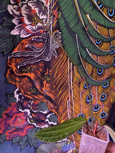 plant/Hoya Polystacha-3-thumbnail