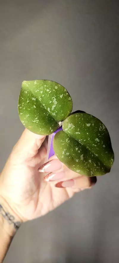plant/Hoya WRX103-101 (WRX46-11 x Imbricata)*Unrooted-0-thumbnail