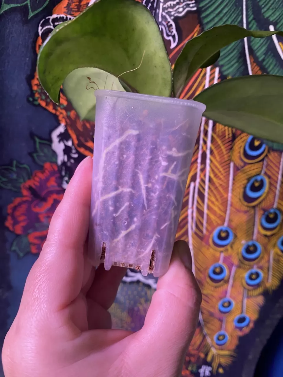 plant/Hoya Cotton Candy-1