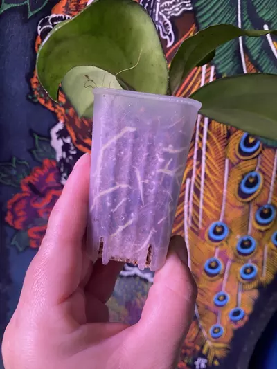 plant/Hoya Cotton Candy-1-thumbnail