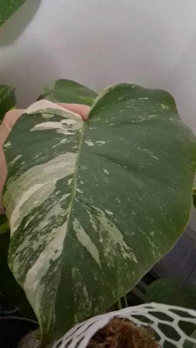 plant/Monstera Borsigiana Albo (tri colored)Cuttings-3-thumbnail