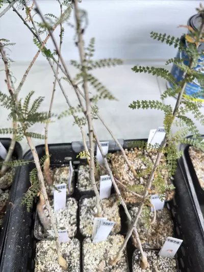 plant/Boswellia socotrana (Grower’s Choice)-1-thumbnail