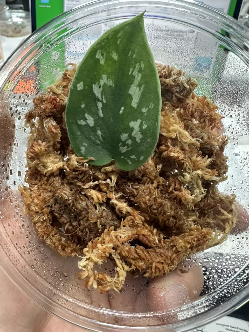 plant/Silver Plant (Scindapsus sp.-0