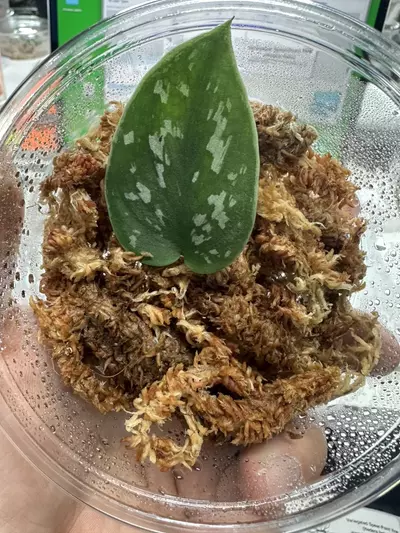 plant/Silver Plant (Scindapsus sp.-0-thumbnail