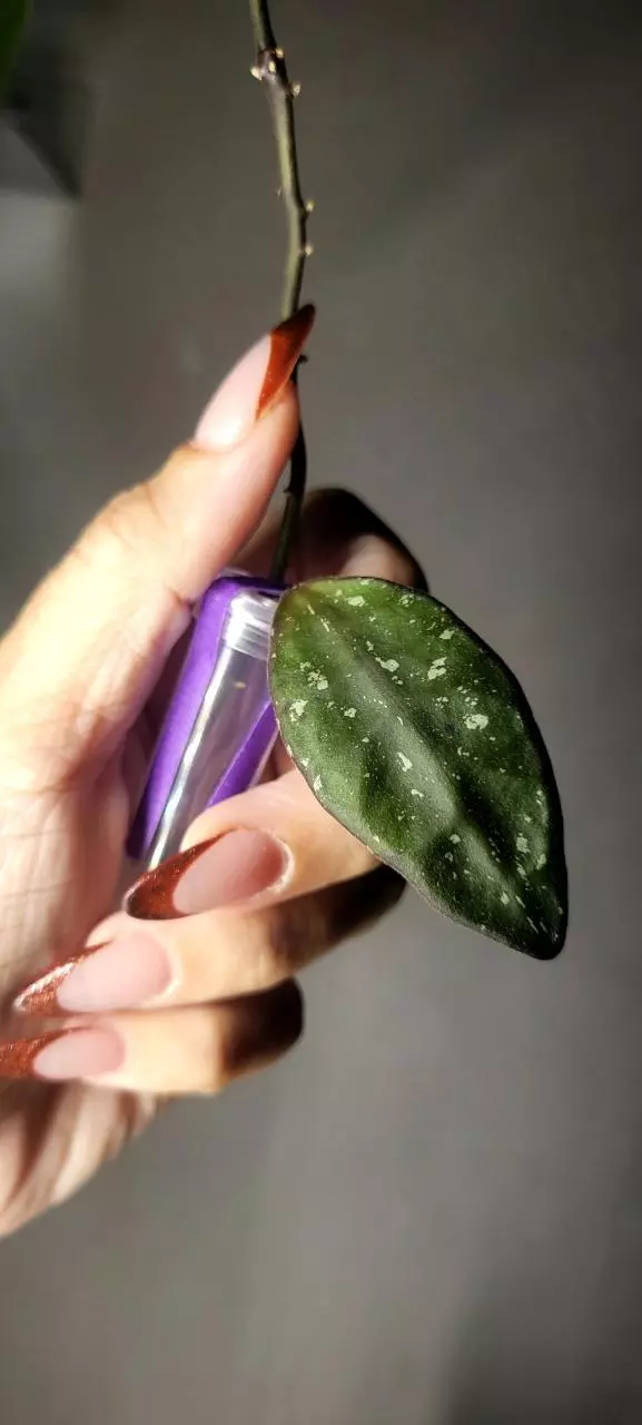 plant/Hoya Rundumensis Splash *Unrooted-2