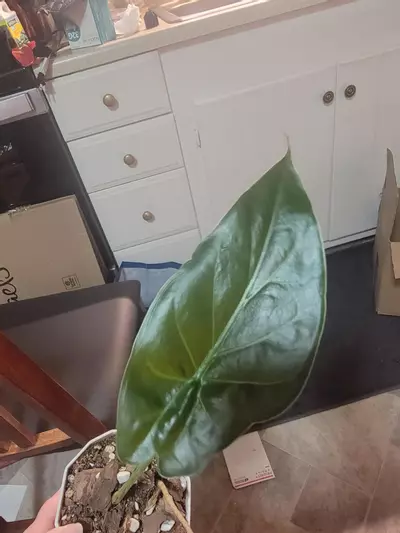 plant/❤️‍🩹Random Rehab 1 Leaf Alocasia $7 each❤️‍🩹-0-thumbnail