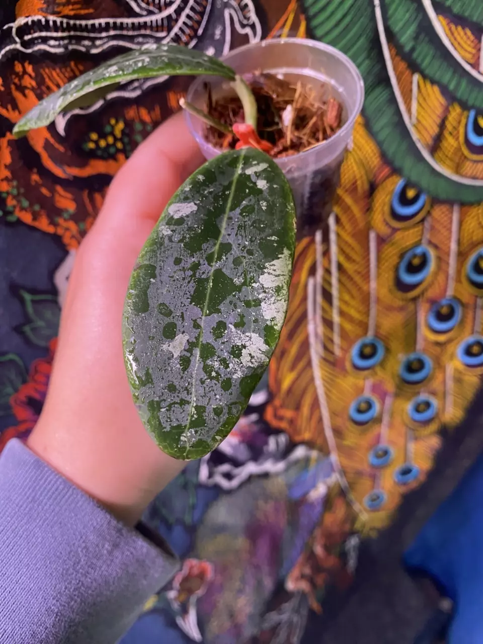 plant/Hoya Rintzii Borneo-1