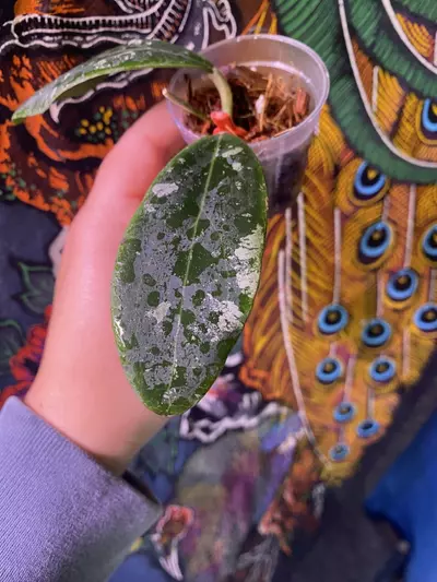 plant/Hoya Rintzii Borneo-1-thumbnail