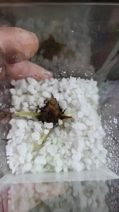 plant/Alocasia Scalprum Sprouted Corm 12-038-0-thumbnail