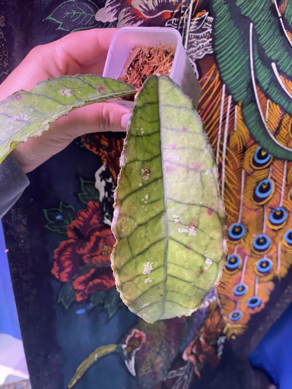 plant/Hoya Nong Nooch-1