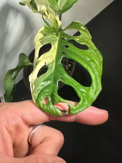 plant/Variegated Monstera Adansonii-3-thumbnail