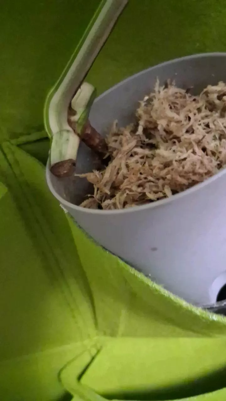 plant/Monstera Borsigiana Albo (tri colored)Cuttings-1