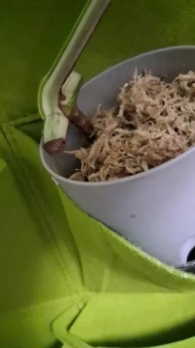 plant/Monstera Borsigiana Albo (tri colored)Cuttings-1-thumbnail