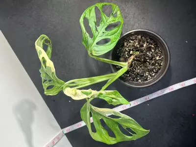 plant/Variegated Monstera Adansonii-2-thumbnail