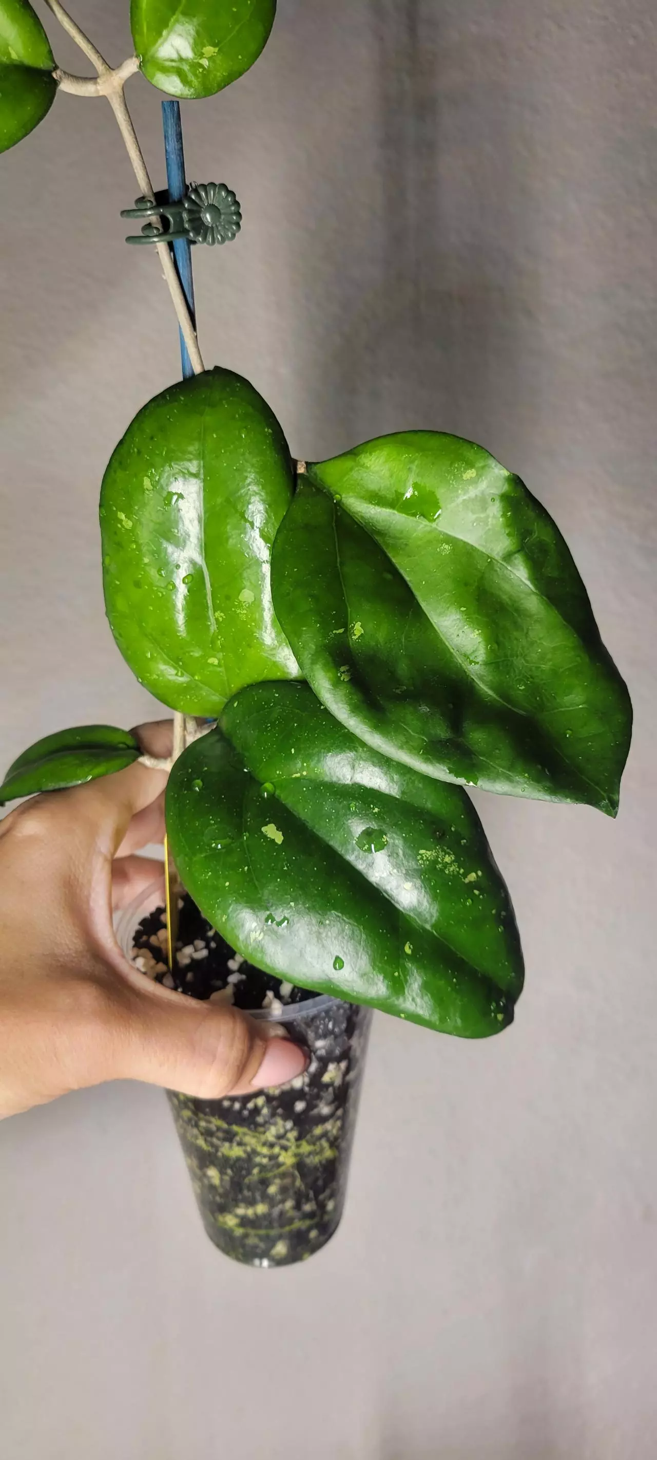 plant/Hoya Vitellina Splash *Rooted-1