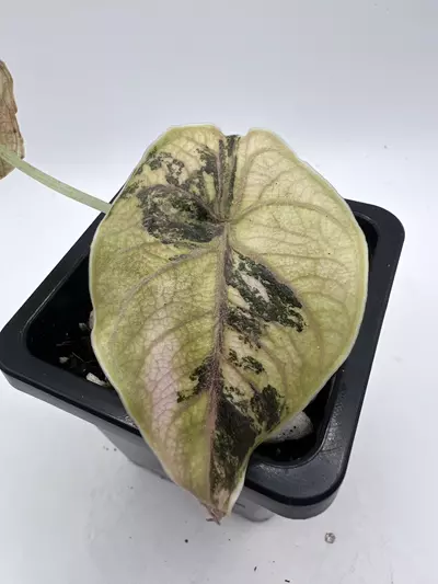 plant/Alocasia Azlanii Orange-0-thumbnail