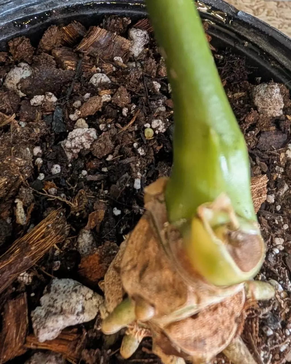 plant/Anthurium Regale Mother Plant with new growth 1G-1