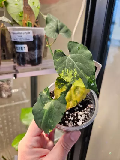 plant/Fallopia multiflora aurea #1-0-thumbnail