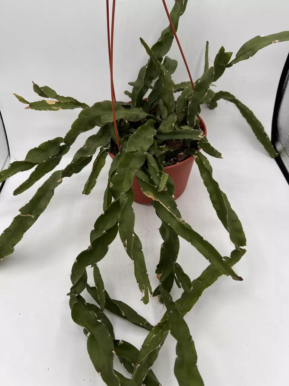 plant/Hurricane cactus-0