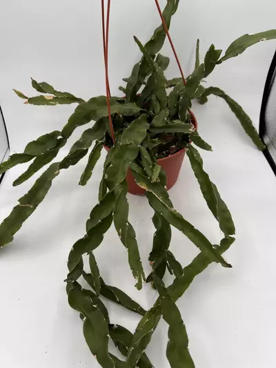 plant/Hurricane cactus-0-thumbnail