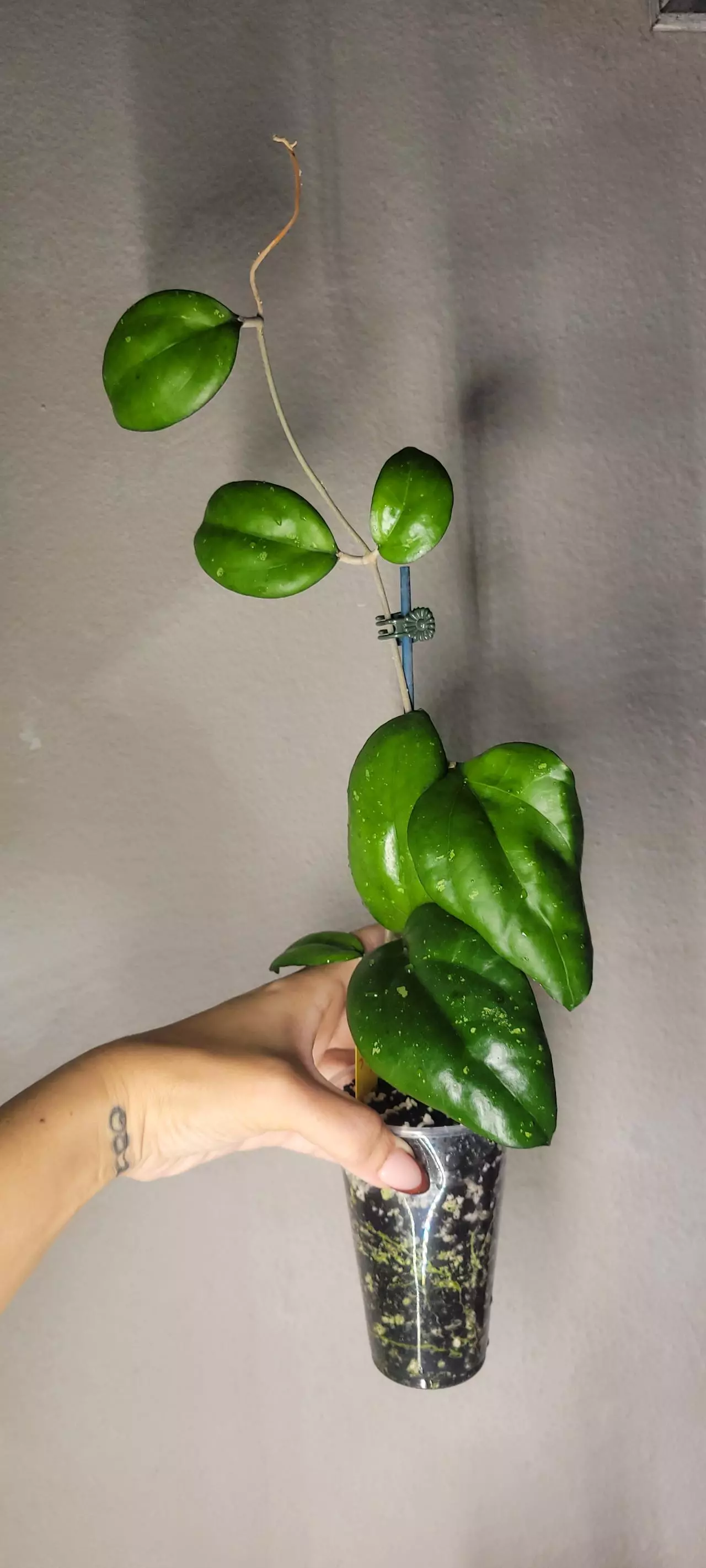 plant/Hoya Vitellina Splash *Rooted-0