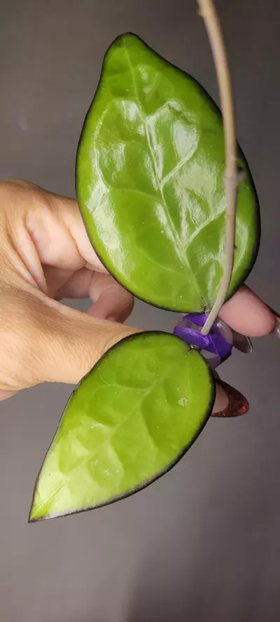 plant/Hoya KSB01 sp Kasembon *Unrooted-2-thumbnail