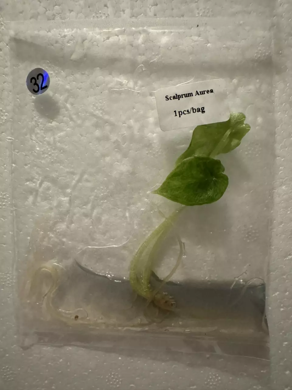 plant/Alocasia Scalprum Aurea TC 32-0