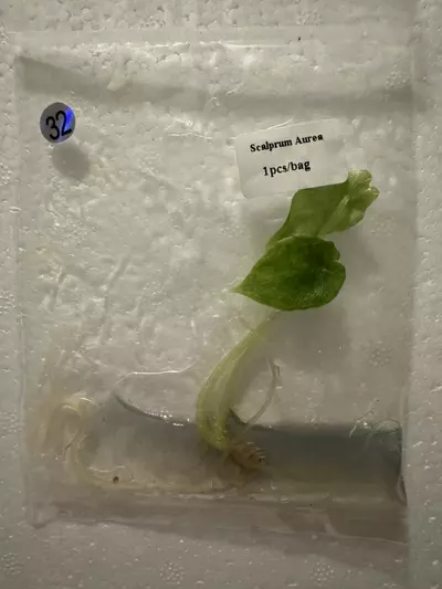 plant/Alocasia Scalprum Aurea TC 32-0-thumbnail