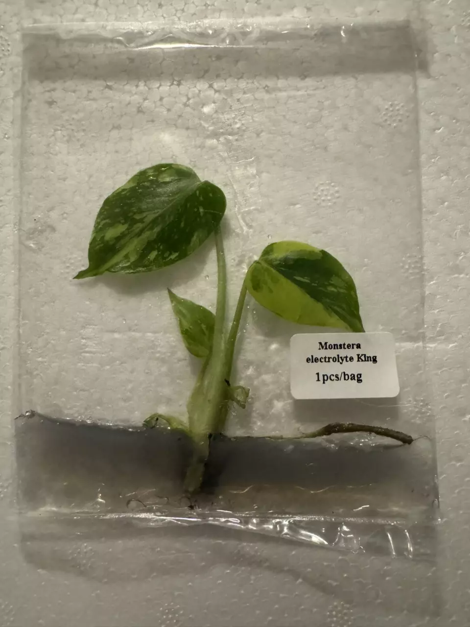plant/Monstera Electrolyte King TC-0