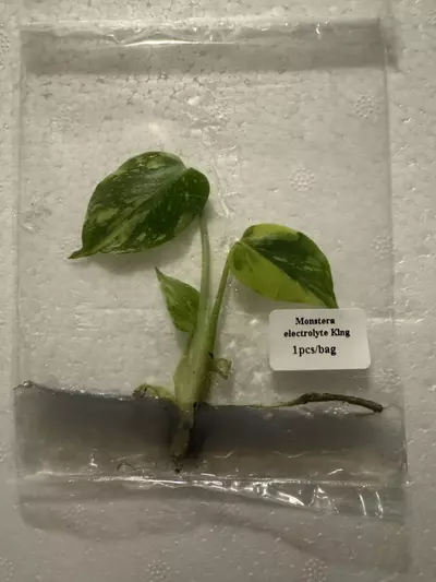 plant/Monstera Electrolyte King TC-0-thumbnail