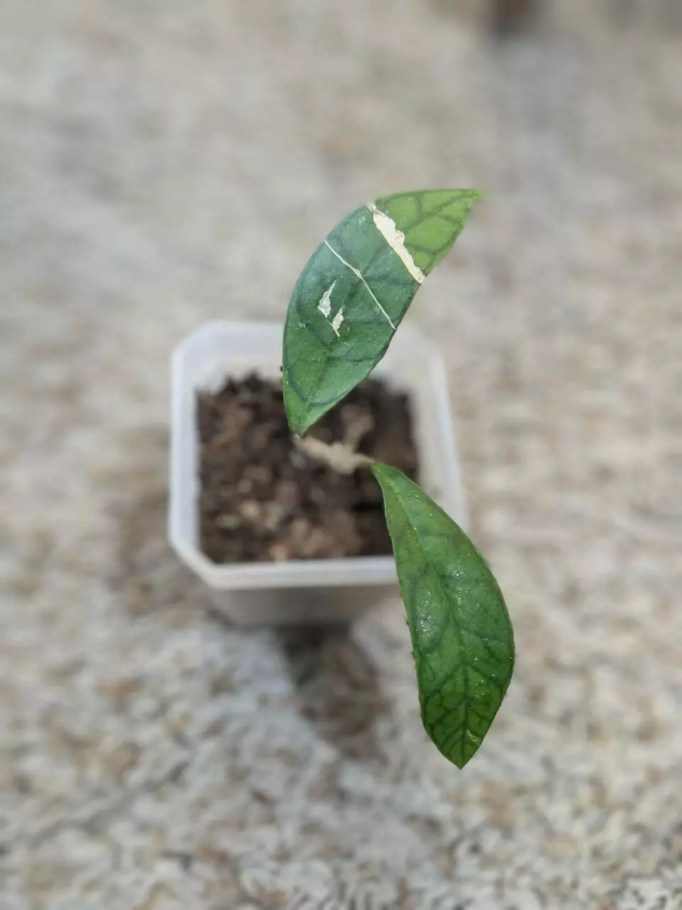 plant/Hoya Calistophylla-2