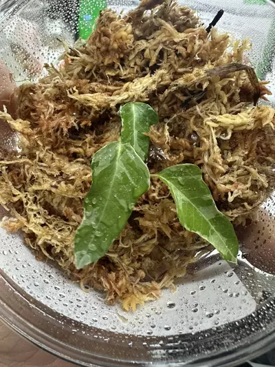 plant/Variegated Spear-point vine-0-thumbnail