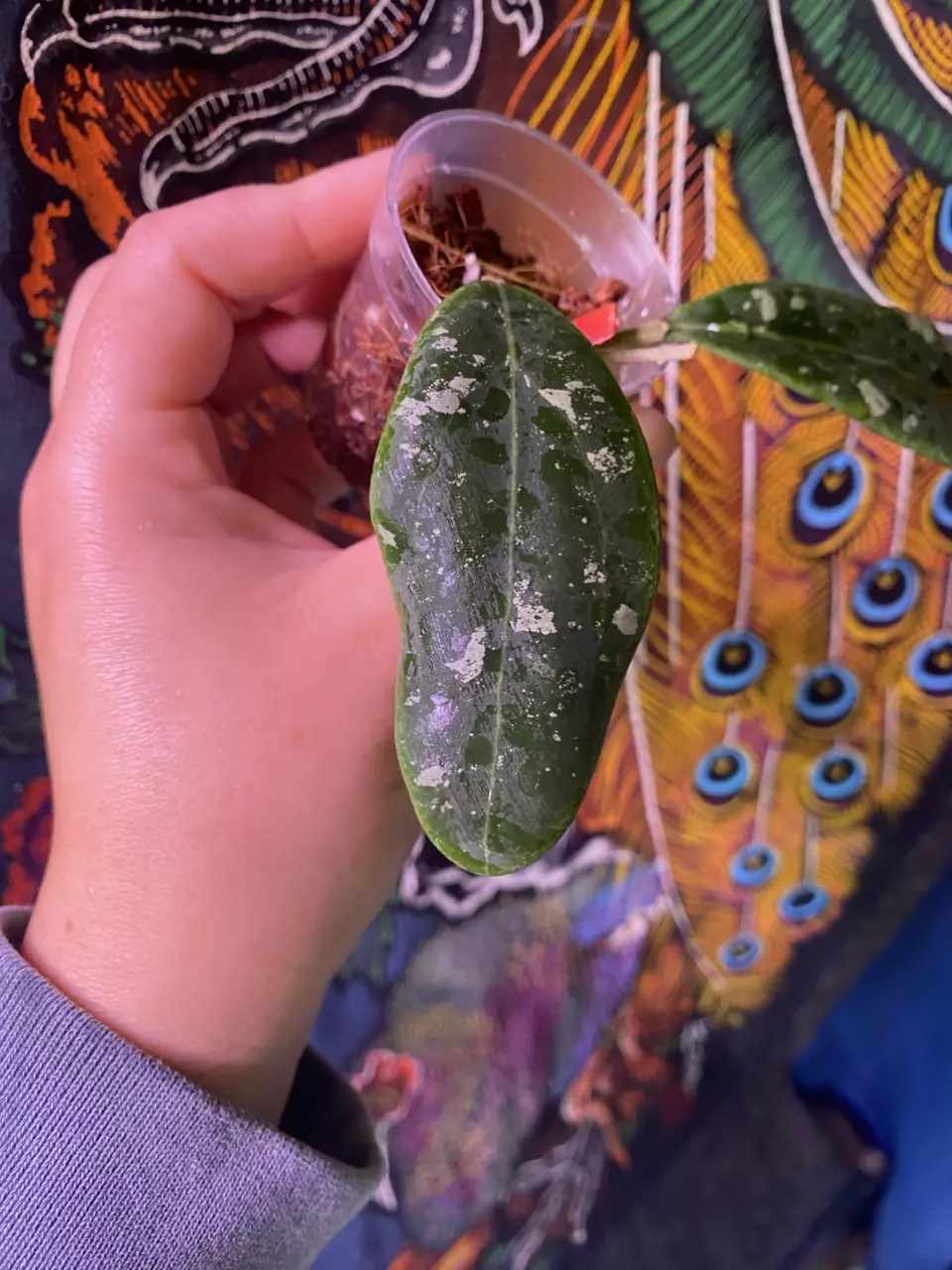 plant/Hoya Rintzii Borneo-0