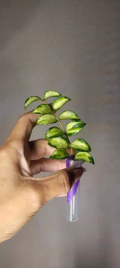 plant/Hoya Lacunosa Tricolor Bruno *Unrooted-0-thumbnail