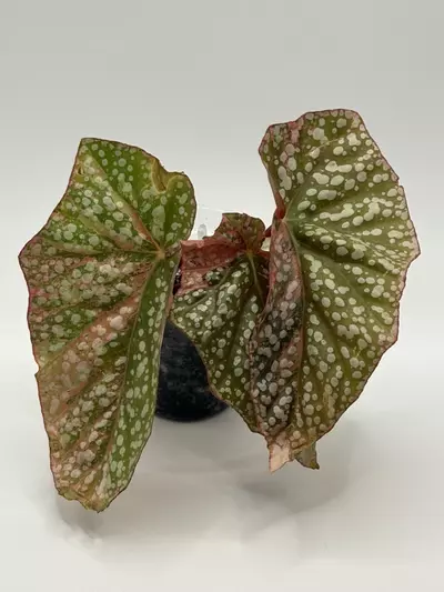 plant/Begonia ‘Snow Capped’ Variegated-0-thumbnail