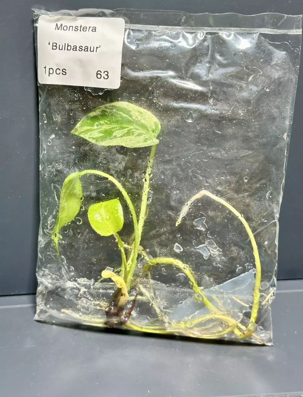 plant/BULBASAUR MONSTERA TC - EXACT - 63-0