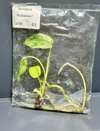 plant/BULBASAUR MONSTERA TC - EXACT - 63-0-thumbnail