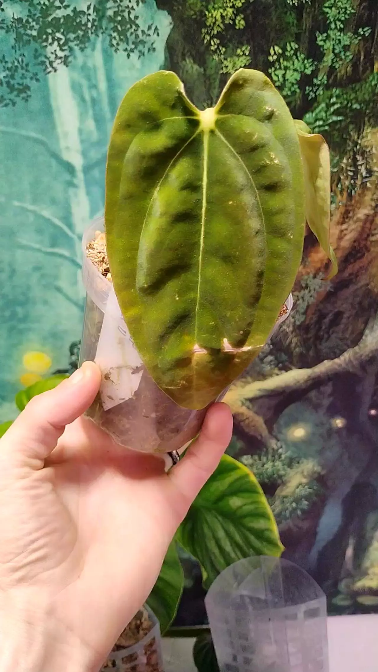 plant/Anthurium (Pap RA 6× BVEP) Round × RA 1-0