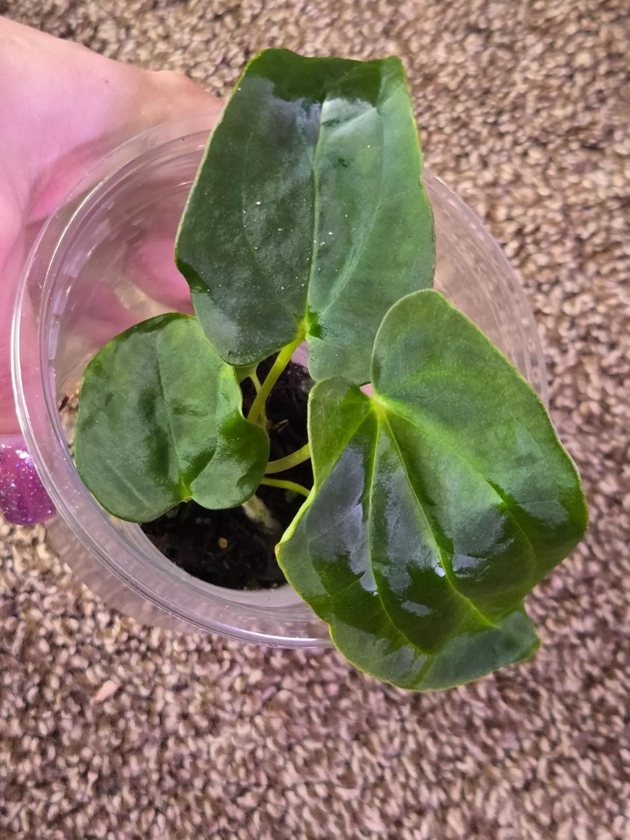 plant/Anthurium Seedling-0