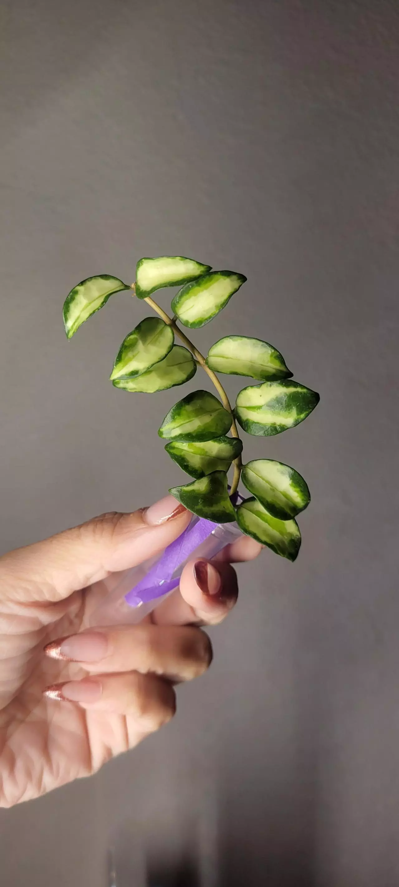 plant/Hoya Lacunosa Tricolor Bruno *Unrooted-1
