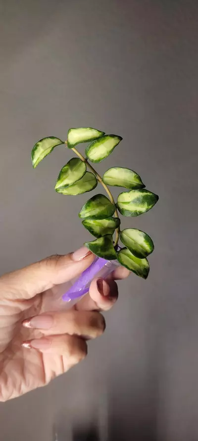 plant/Hoya Lacunosa Tricolor Bruno *Unrooted-1-thumbnail