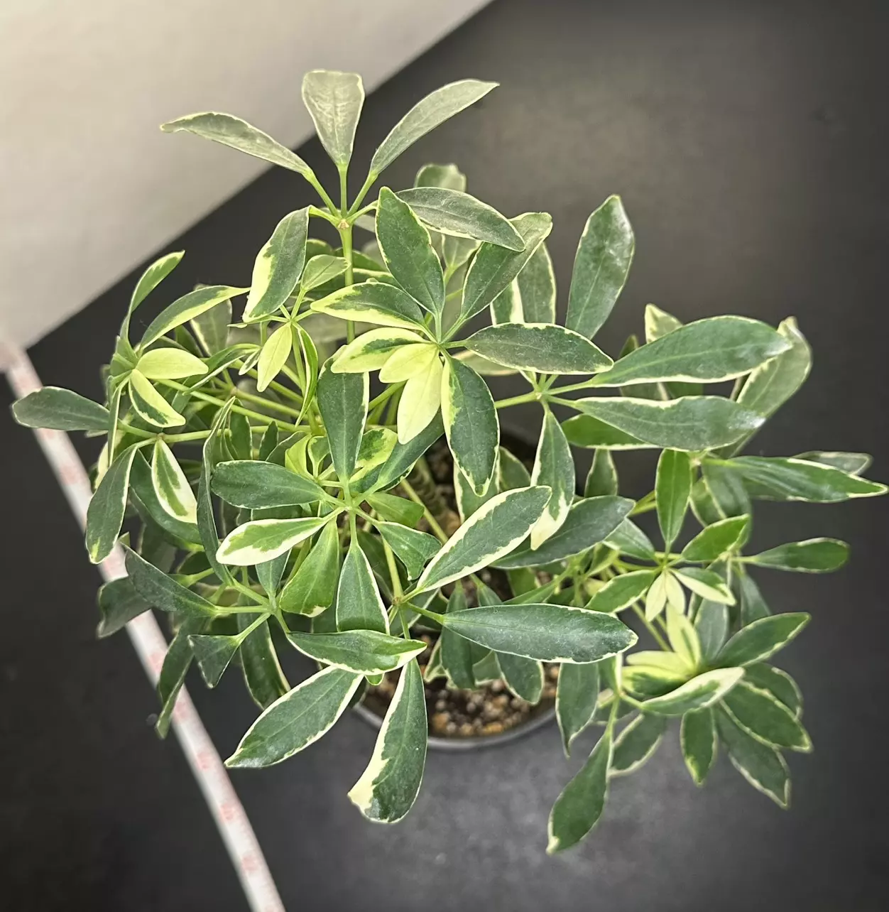 plant/Variegated Umbrella Plant-2