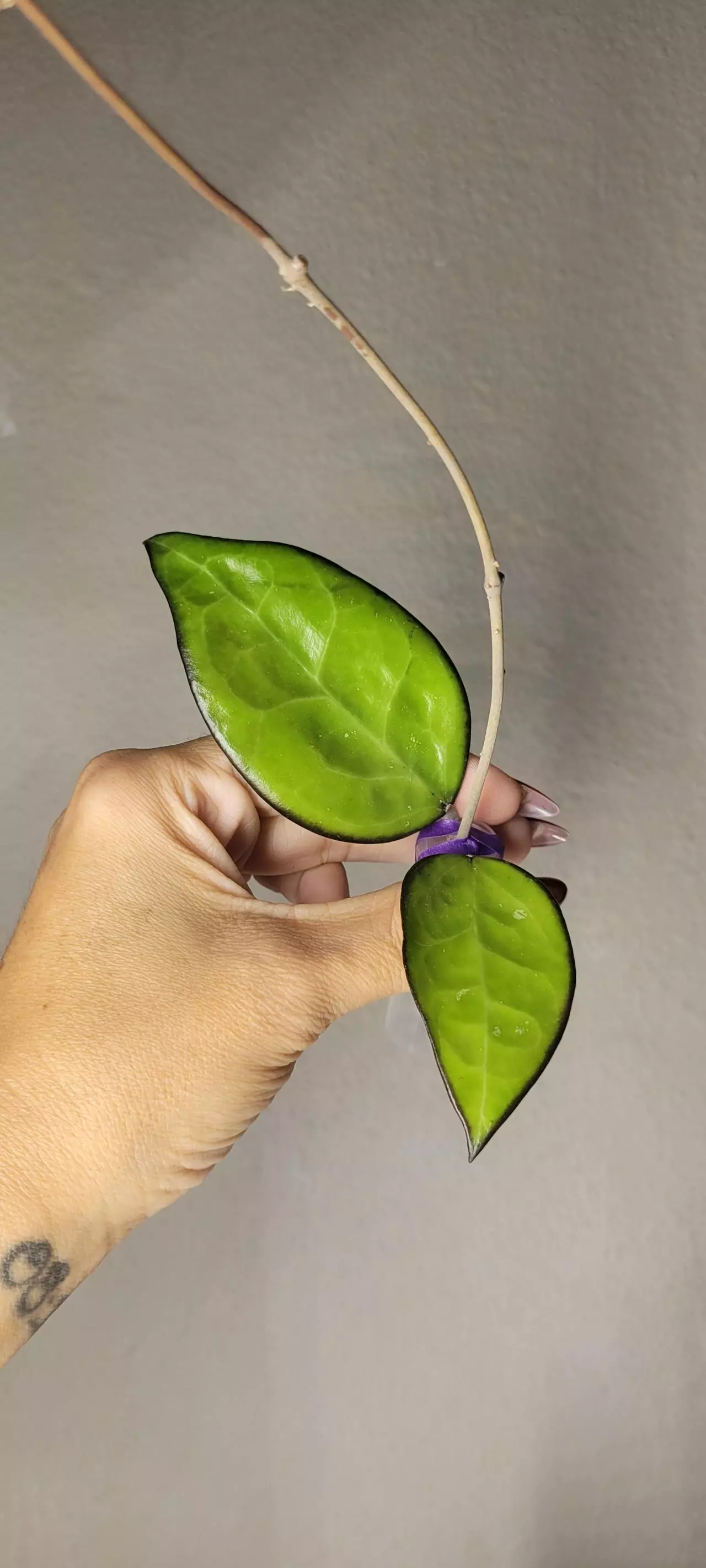 plant/Hoya KSB01 sp Kasembon *Unrooted-0