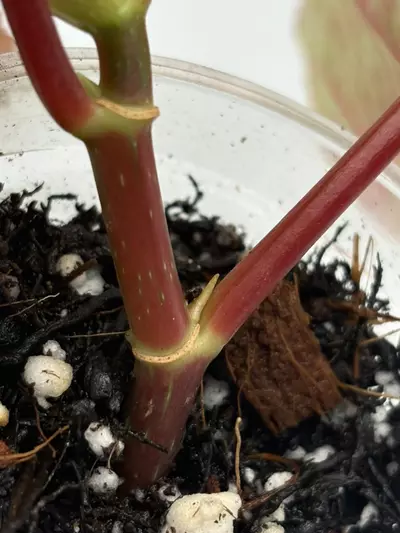 plant/Begonia ‘Snow Capped’ Variegated-3-thumbnail