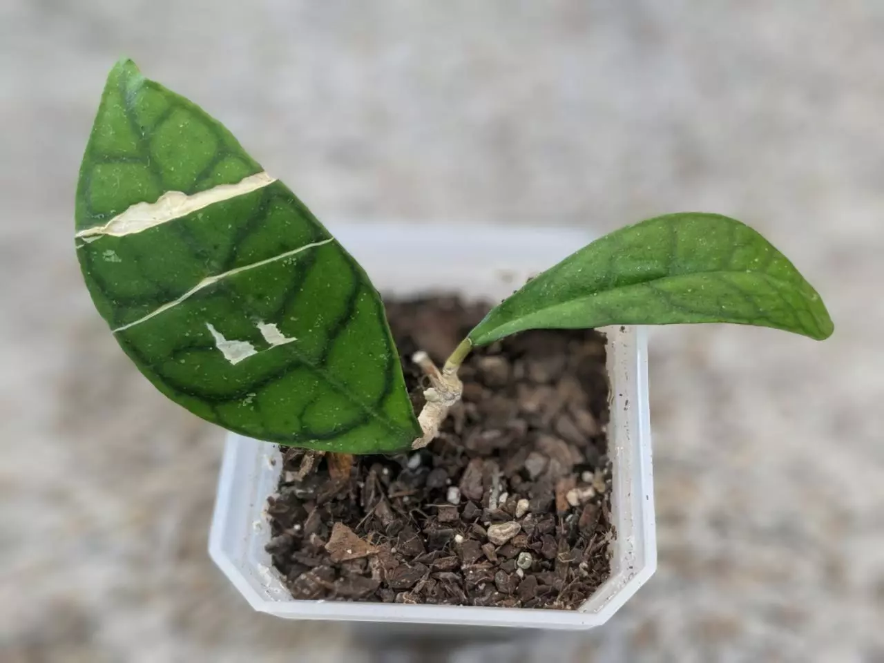 plant/Hoya Calistophylla-0