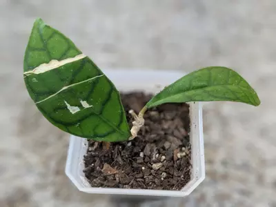 plant/Hoya Calistophylla-0-thumbnail